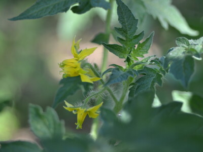 Niko ne zna zašto je Nadin paradajz žut, ni koju dinju uzgajaju