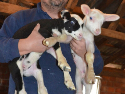 Jure Golek s janjcima