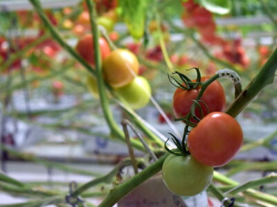 Posjet stakleniku tvrtke Belje