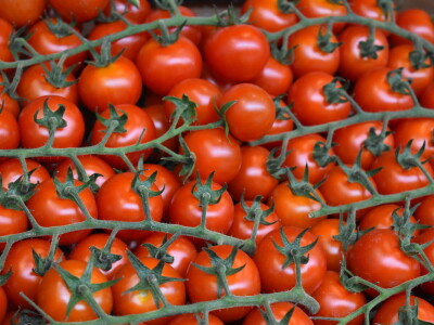 Posjet stakleniku tvrtke Belje