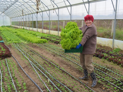 Uzgoj cvijeća na OPG-u Pavičić Uzgoj cvijeća na OPG-u Pavičić