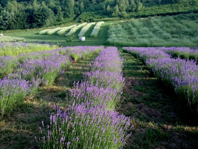 Boja lavande ima posebno obilježje