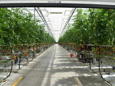 Posjet stakleniku tvrtke Belje