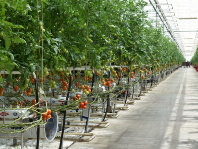 Posjet stakleniku tvrtke Belje