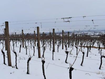 Vinkovo 2023
