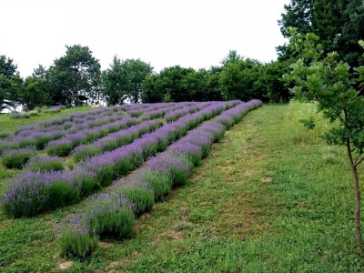Sve pohvale za ovakav trud i rad