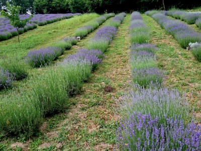 Očigledno je da je prisutna velika ljubav prema ovoj biljci