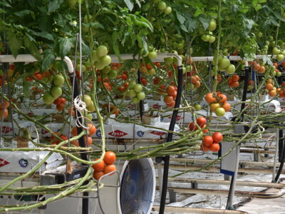 Posjet stakleniku tvrtke Belje