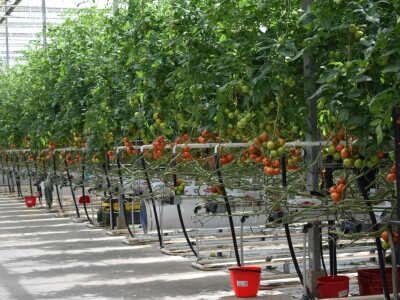 Posjet stakleniku tvrtke Belje