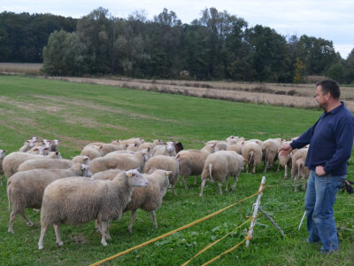 Jure s ovcama na paši