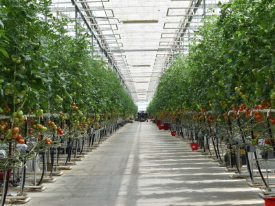 Posjet stakleniku tvrtke Belje