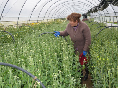 Uzgoj cvijeća na OPG-u Pavičić Uzgoj cvijeća na OPG-u Pavičić