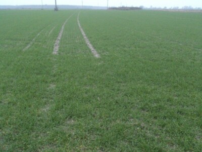 OPG Saša Saraja OPG Saša Saraja