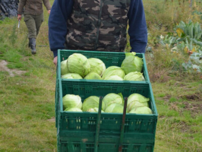 Uzgoj cvijeća na OPG-u Pavičić Uzgoj cvijeća na OPG-u Pavičić
