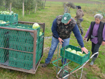 Uzgoj cvijeća na OPG-u Pavičić Uzgoj cvijeća na OPG-u Pavičić