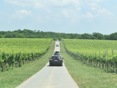 Vinska cesta Banovo brdo