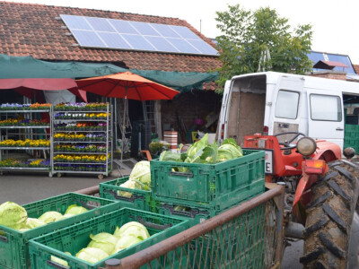 Uzgoj cvijeća na OPG-u Pavičić Uzgoj cvijeća na OPG-u Pavičić
