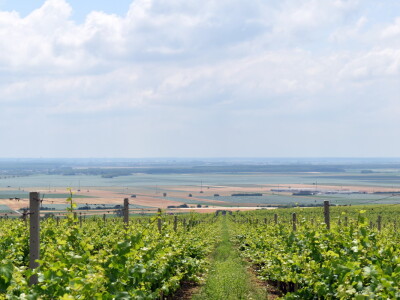 Vinska cesta Banovo brdo