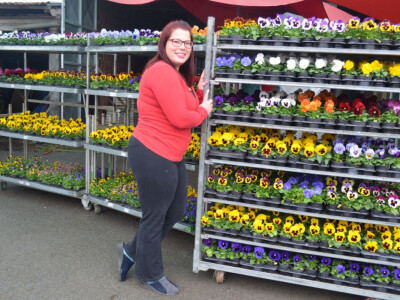 Uzgoj cvijeća na OPG-u Pavičić Uzgoj cvijeća na OPG-u Pavičić