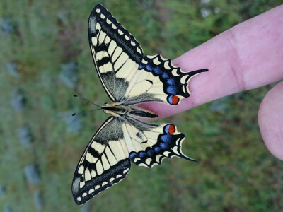 Atraktivan leptir znao je gdje će doći