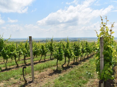 Vinska cesta Banovo brdo