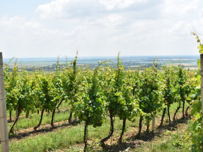 Vinska cesta Banovo brdo