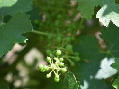 Vinska cesta Banovo brdo