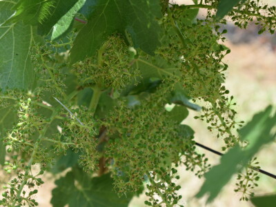 Vinska cesta Banovo brdo