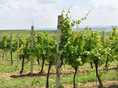 Vinska cesta Banovo brdo