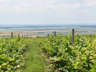 Vinska cesta Banovo brdo