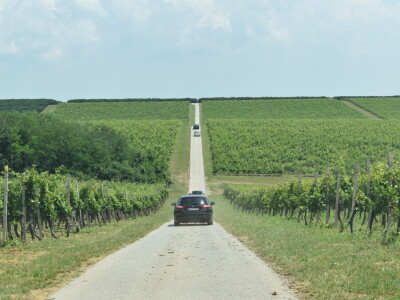 Vinska cesta Banovo brdo