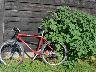 Niko ne zna zašto je Nadin paradajz žut, ni koju dinju uzgajaju