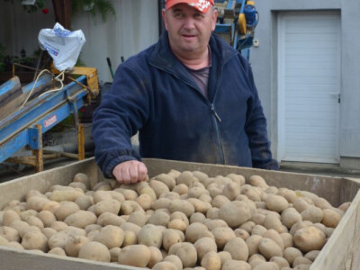 Proizvodnja krumpira na OPG-u Nesvadba