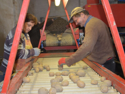 Proizvodnja krumpira na OPG-u Nesvadba