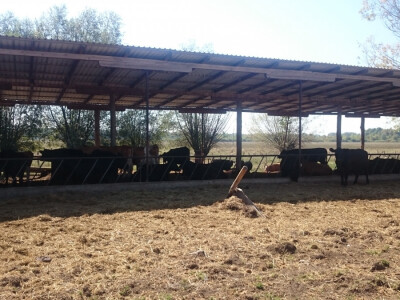 Nadstrešnica za krave