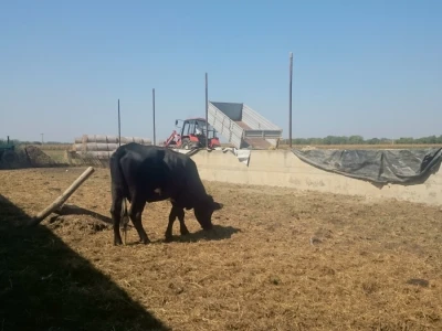 Pasmina angus