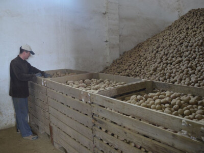 Skladište krumpira