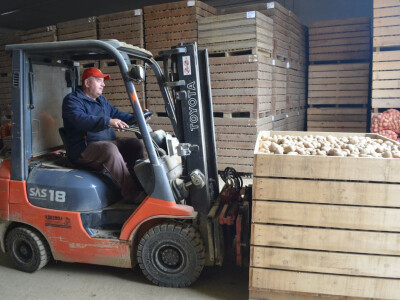 Proizvodnja krumpira na OPG-u Nesvadba