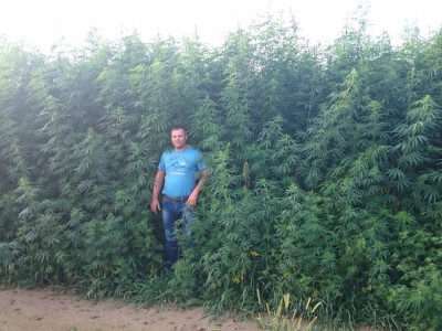 Ekološki uzgoj donedavno zabranjene biljke