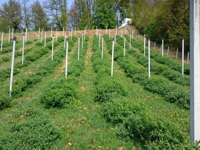 Polje borovnica pod video adzorom Polje borovnica pod video adzorom