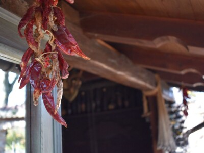 Green visit Podunavlje