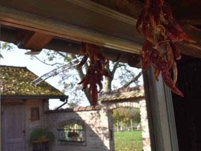 Green visit Podunavlje