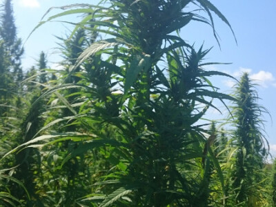 Ekološki uzgoj donedavno zabranjene biljke