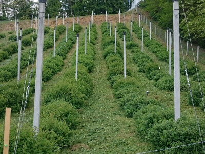 Veliki interes za sibirsku borovnicu Veliki interes za sibirsku borovnicu