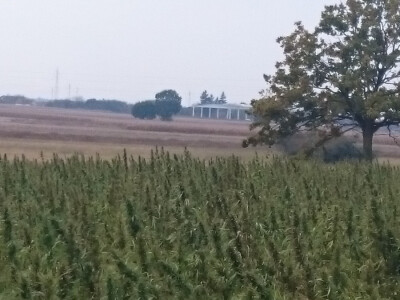 Ekološki uzgoj donedavno zabranjene biljke