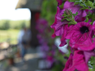 Radionica DANH-a na OPG Stipino u Čemincu