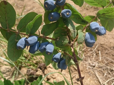 Sibirska borovnica Sibirska borovnica