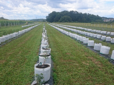 Sadnice u vrećama Sadnice u vrećama