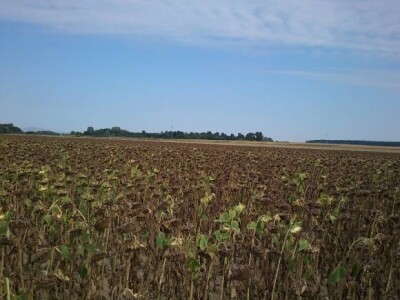 Žetva suncokreta 2013