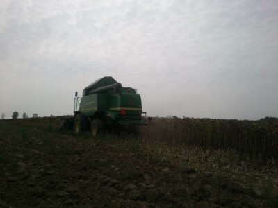 Žetva suncokreta 2013